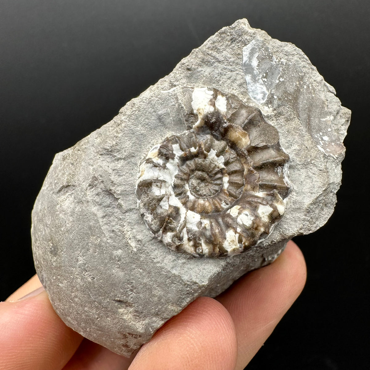 Androgynoceras maculatum ammonite fossil with box and stand - Whitby, North Yorkshire Jurassic Coast Yorkshire Fossils