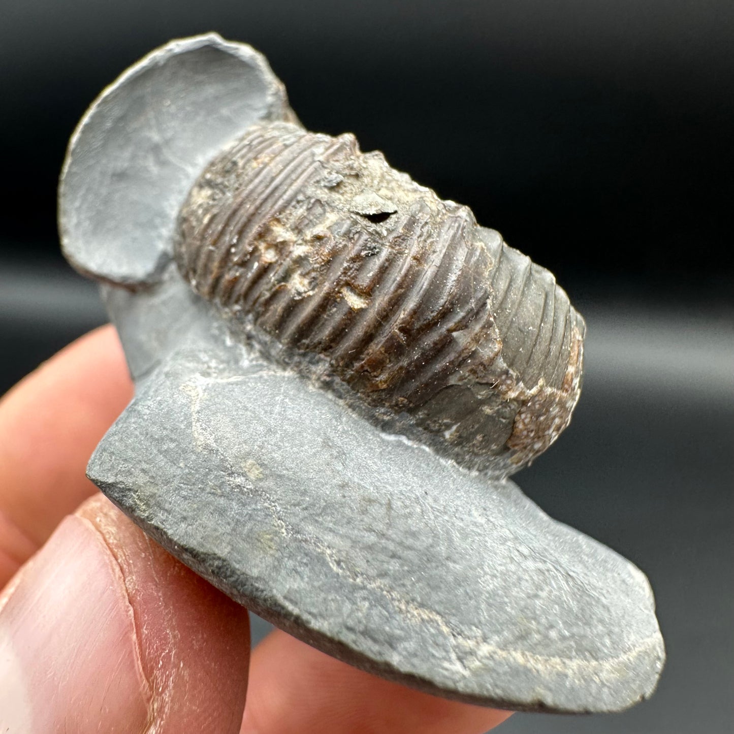 Catacoeloceras Sp. ammonite fossil with box and stand- Whitby, North Yorkshire Jurassic Coast Yorkshire Fossils