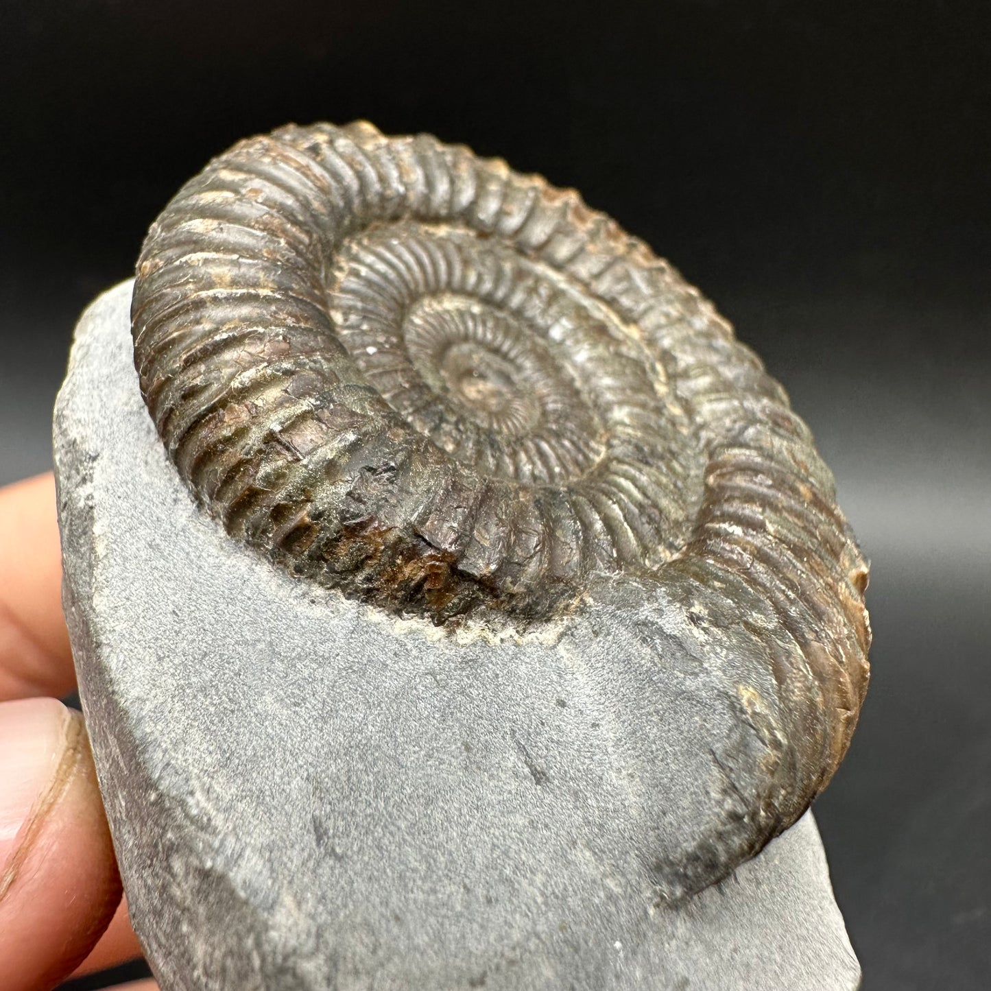 Dactylioceras Ammonite Fossil With box and Stand - Whitby, North Yorkshire Jurassic Coast Yorkshire Fossils
