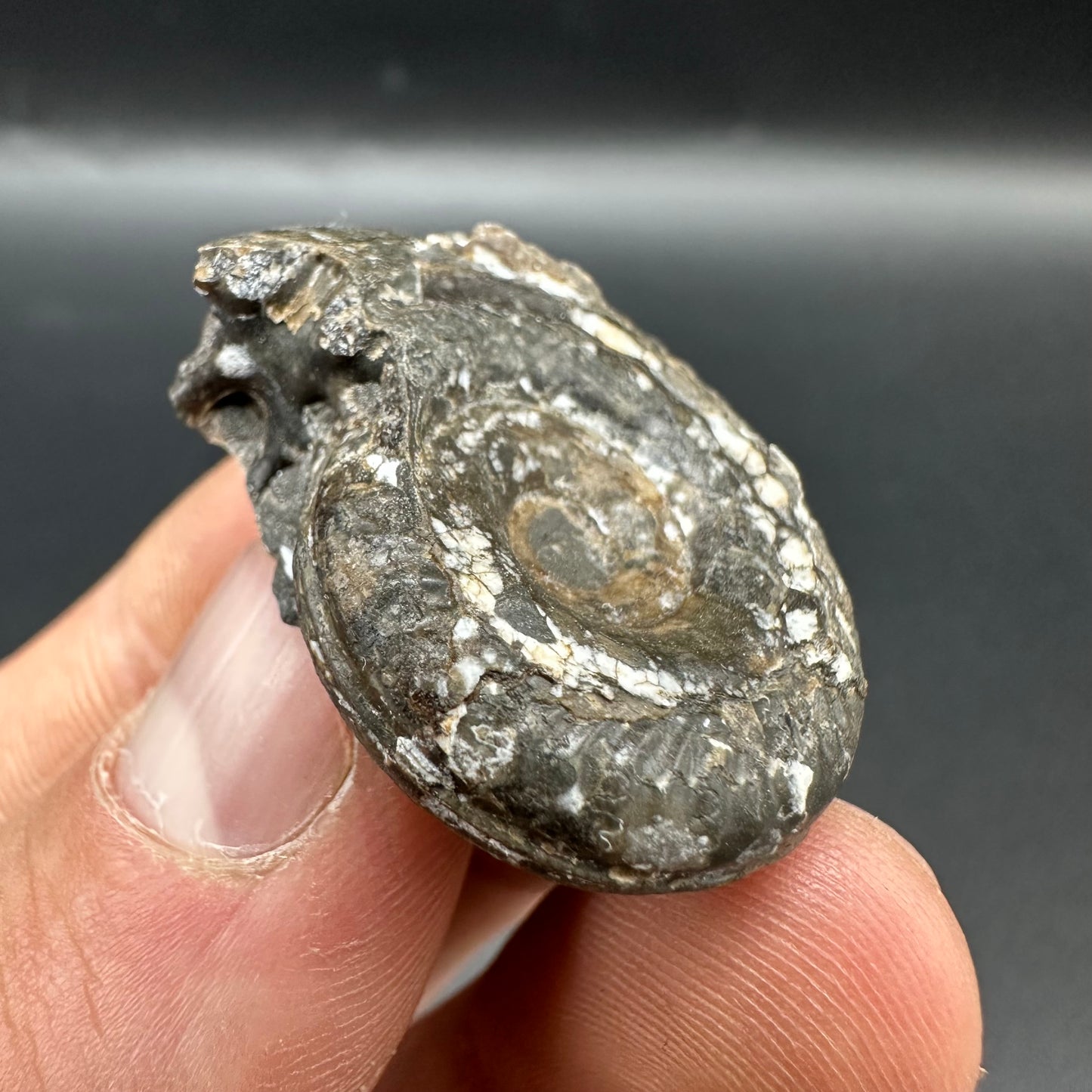 Hildoceras Bifrons Ammonite fossil with box and stand - Whitby, North Yorkshire Jurassic Coast, Yorkshire Fossils from the Jurassic Coast