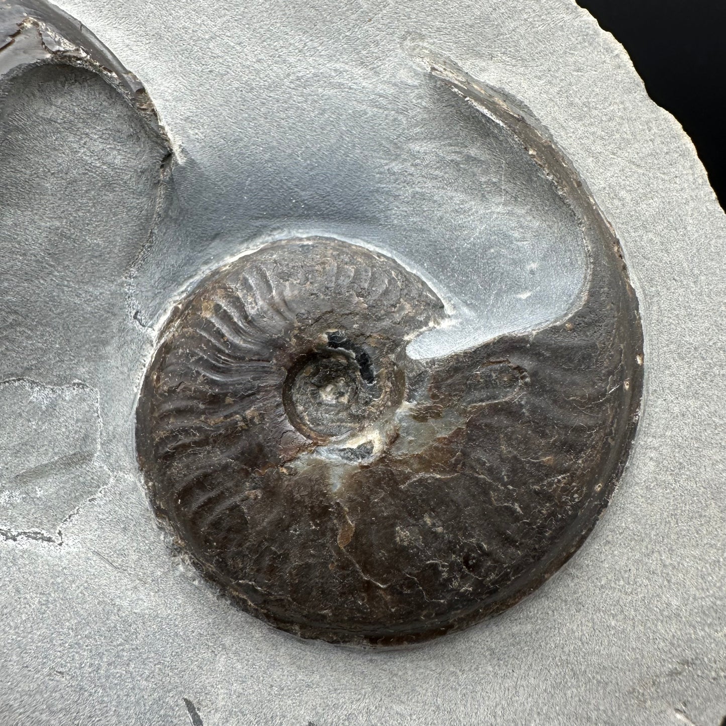 Eleganticeras Elegantulum Ammonite fossil with box and stand - Whitby, North Yorkshire Jurassic Coast, Yorkshire Fossils