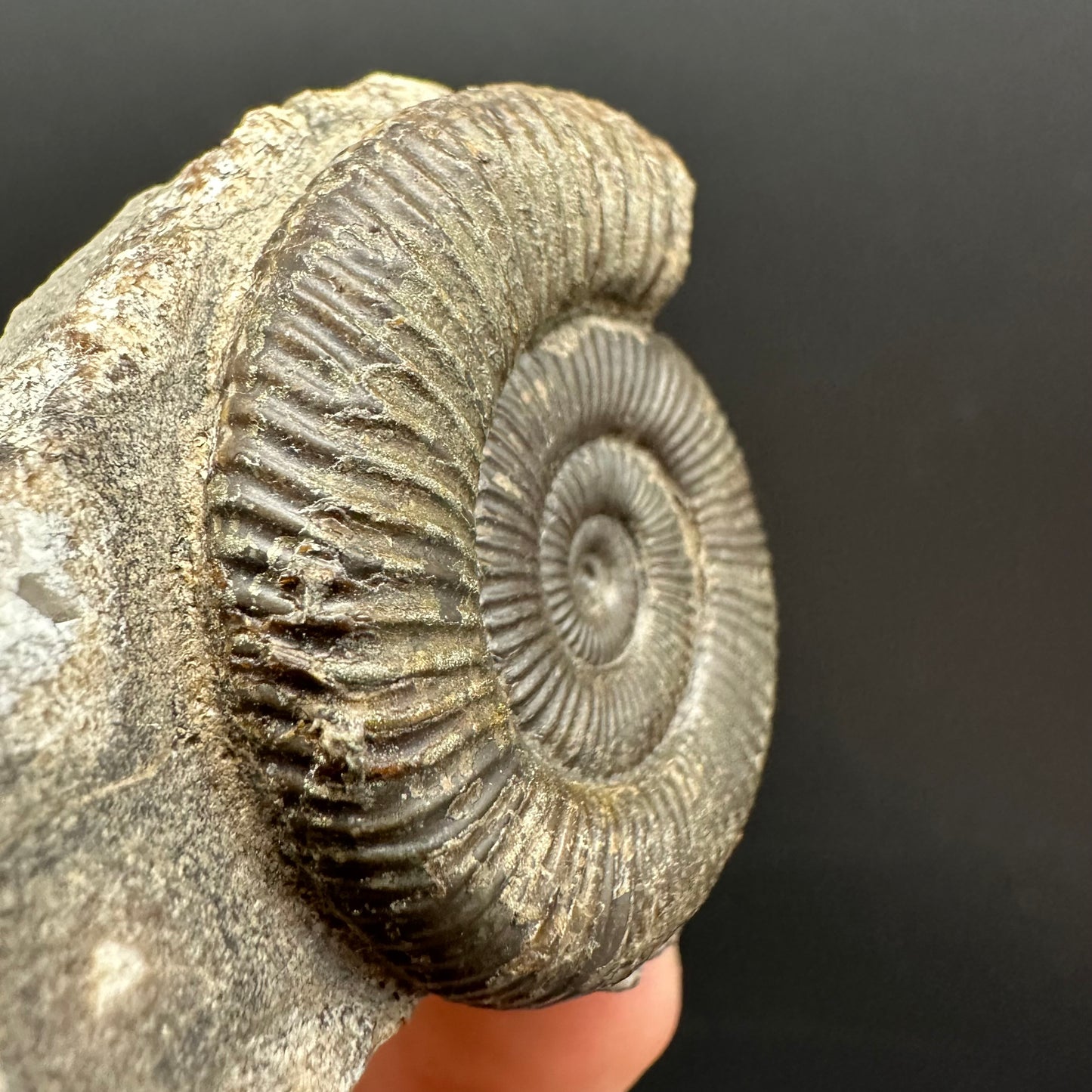Dactylioceras Ammonite Fossil Gift Set - Whitby, North Yorkshire Jurassic Coast Yorkshire Fossils