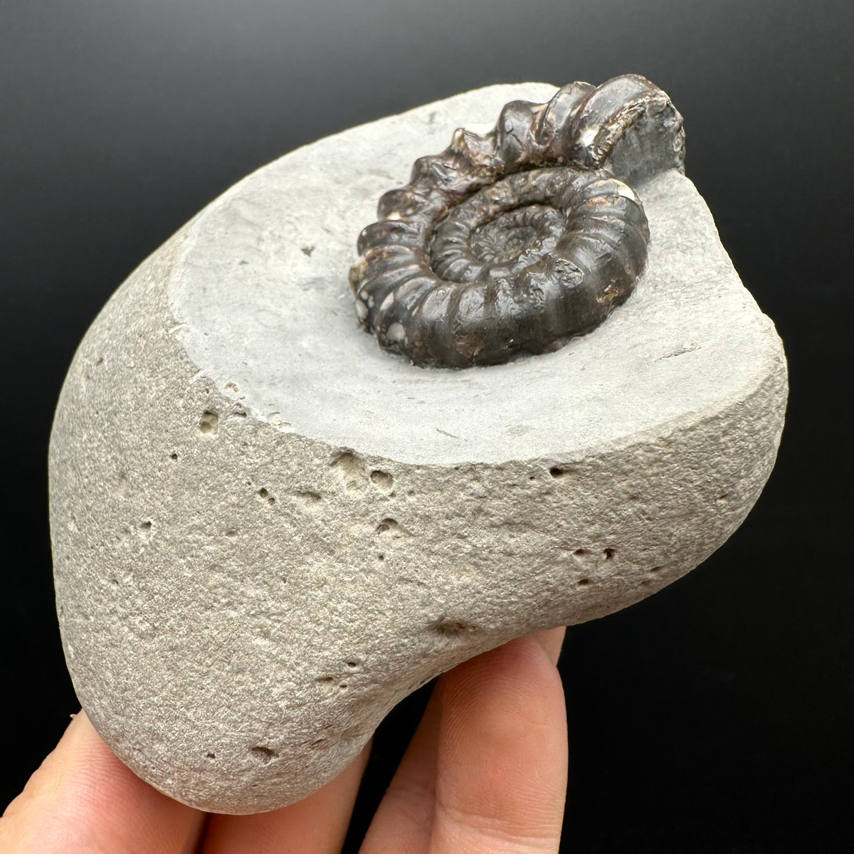 Androgynoceras maculatum ammonite fossil with box and stand - Whitby, North Yorkshire Jurassic Coast Yorkshire Fossils