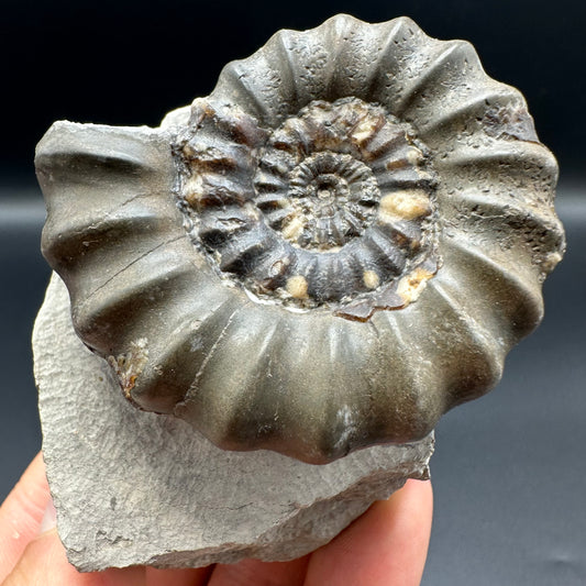 Androgynoceras maculatum ammonite fossil with gift box and stand - Whitby, North Yorkshire Jurassic Coast Yorkshire Fossils