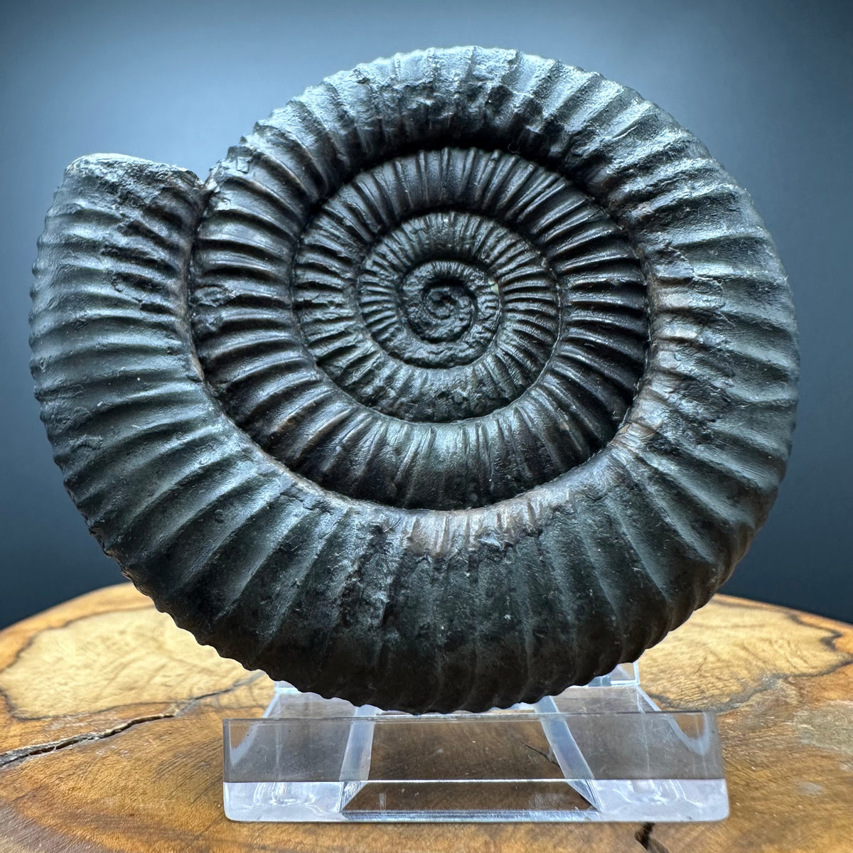 Dactylioceras Ammonite Fossil With box and Stand - Whitby, North Yorkshire Jurassic Coast Yorkshire Fossils