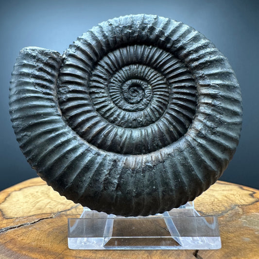Dactylioceras Ammonite Fossil With box and Stand - Whitby, North Yorkshire Jurassic Coast Yorkshire Fossils