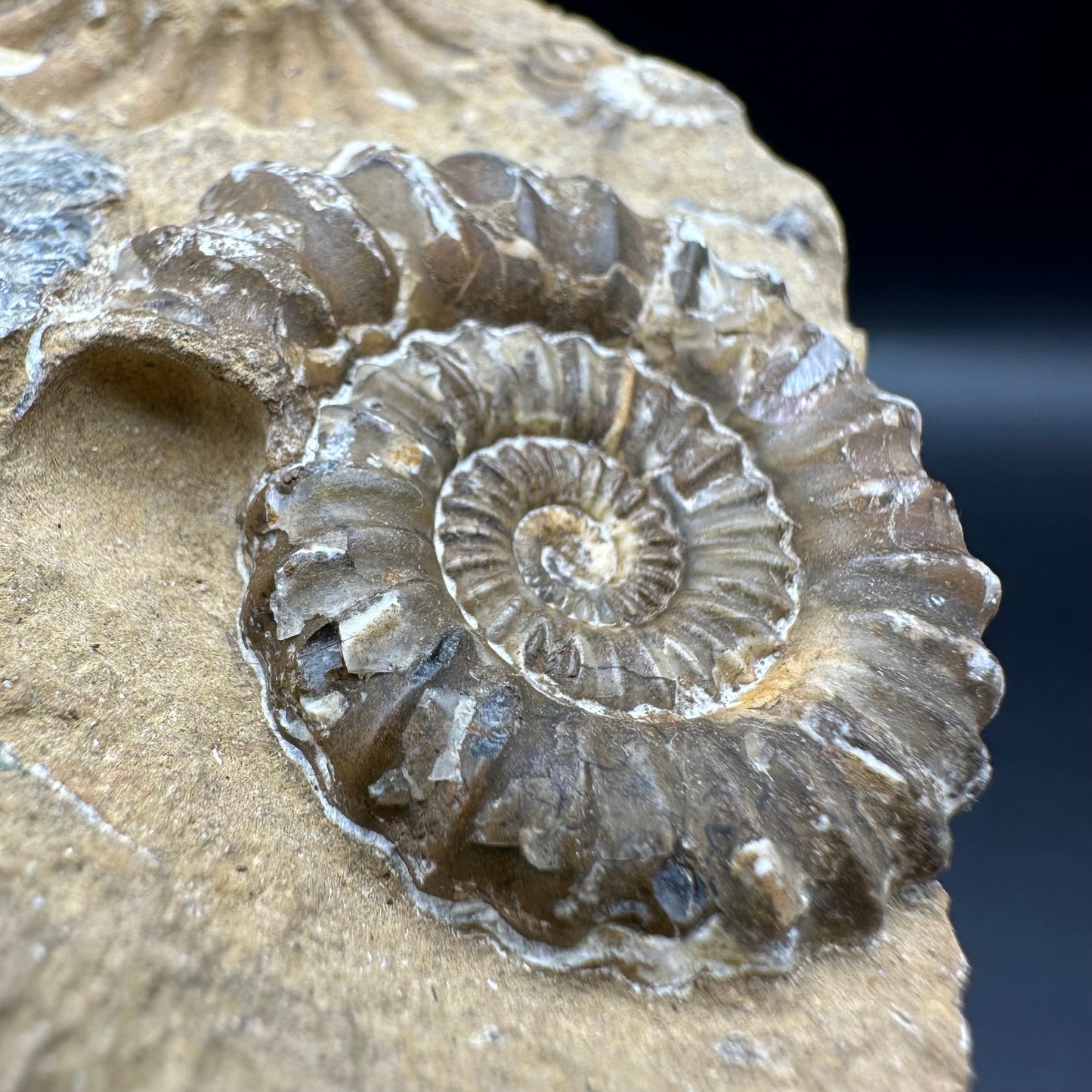 Androgynoceras Capricornus ammonite fossil with box and stand - Whitby, North Yorkshire Jurassic Coast Yorkshire Fossils