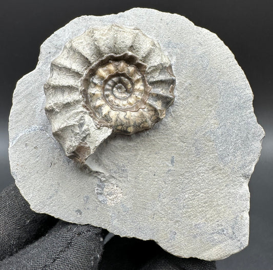 Eugassiceras Ammonite shell fossil with box and stand - Whitby, North Yorkshire Jurassic Coast Yorkshire Fossils