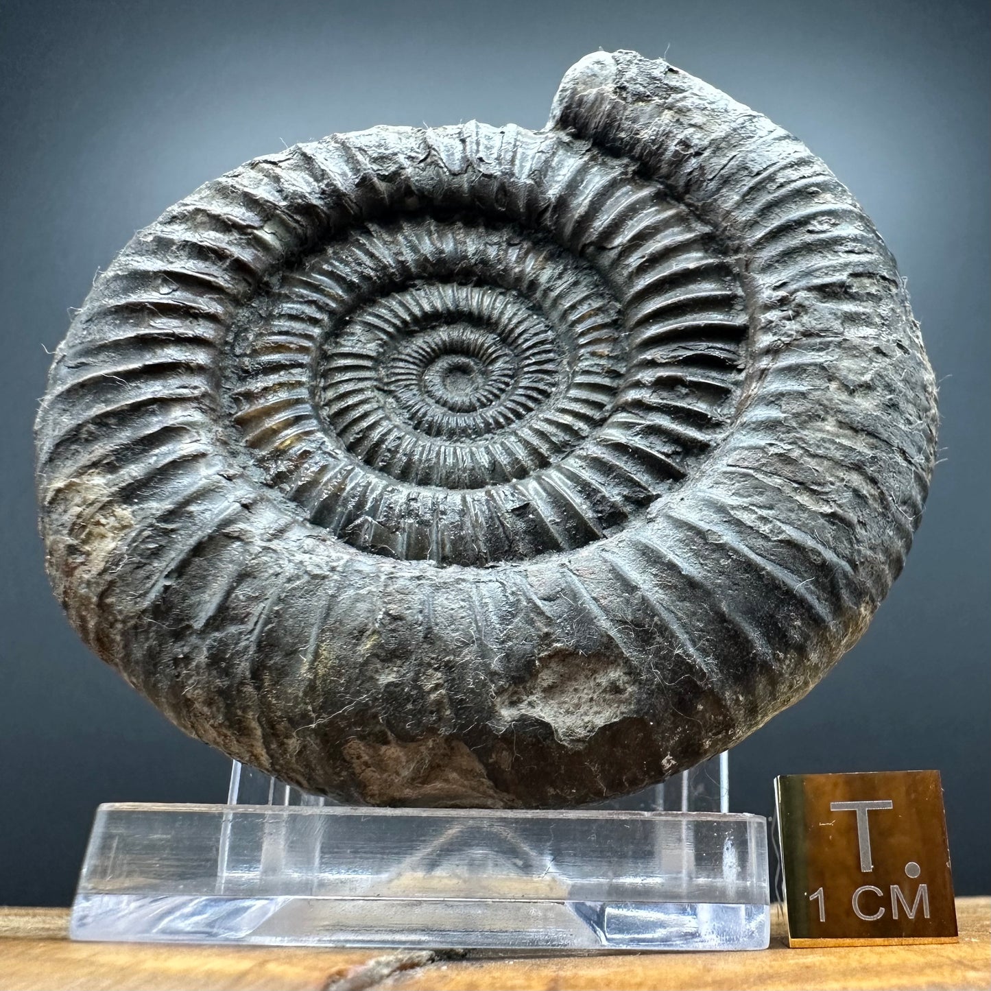 Dactylioceras Ammonite Fossil With box and Stand - Whitby, North Yorkshire Jurassic Coast Yorkshire Fossils