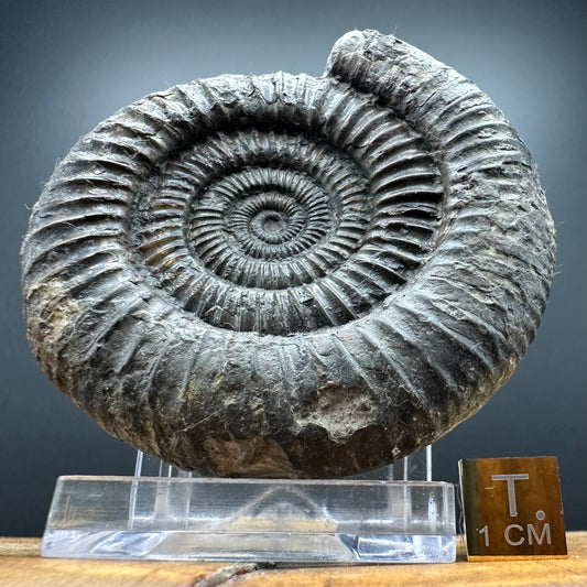 Dactylioceras Ammonite Fossil With box and Stand - Whitby, North Yorkshire Jurassic Coast Yorkshire Fossils
