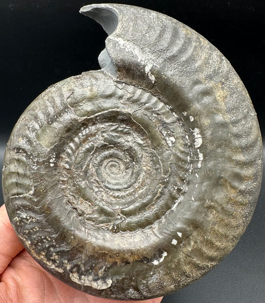 Hildoceras Bifrons Ammonite fossil - Whitby, North Yorkshire Jurassic Coast, Yorkshire Fossils from the Jurassic Coast