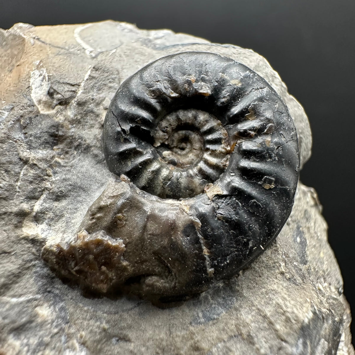 Amaltheus subnodosus Ammonite fossil with stand - Whitby, North Yorkshire Jurassic Coast Yorkshire Fossils