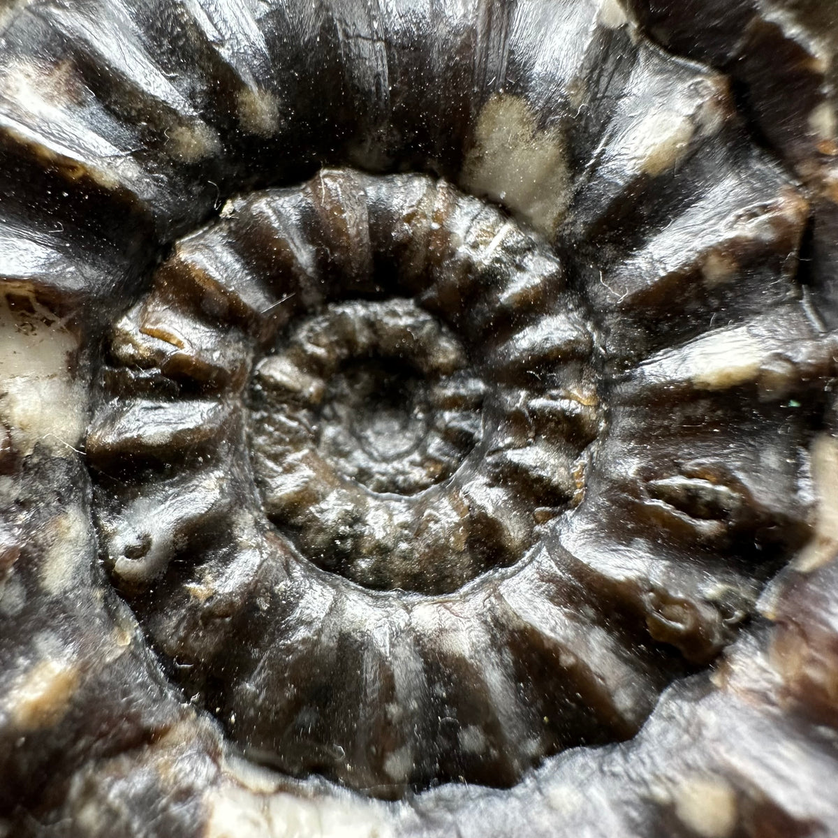 Androgynoceras maculatum ammonite fossil with stand - Whitby, North Yorkshire Jurassic Coast Yorkshire Fossils