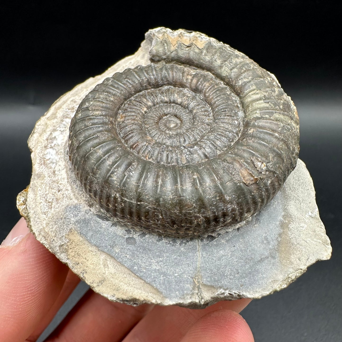 Dactylioceras Ammonite Fossil With Box And Stand - Whitby, North Yorkshire Jurassic Coast Yorkshire Fossils