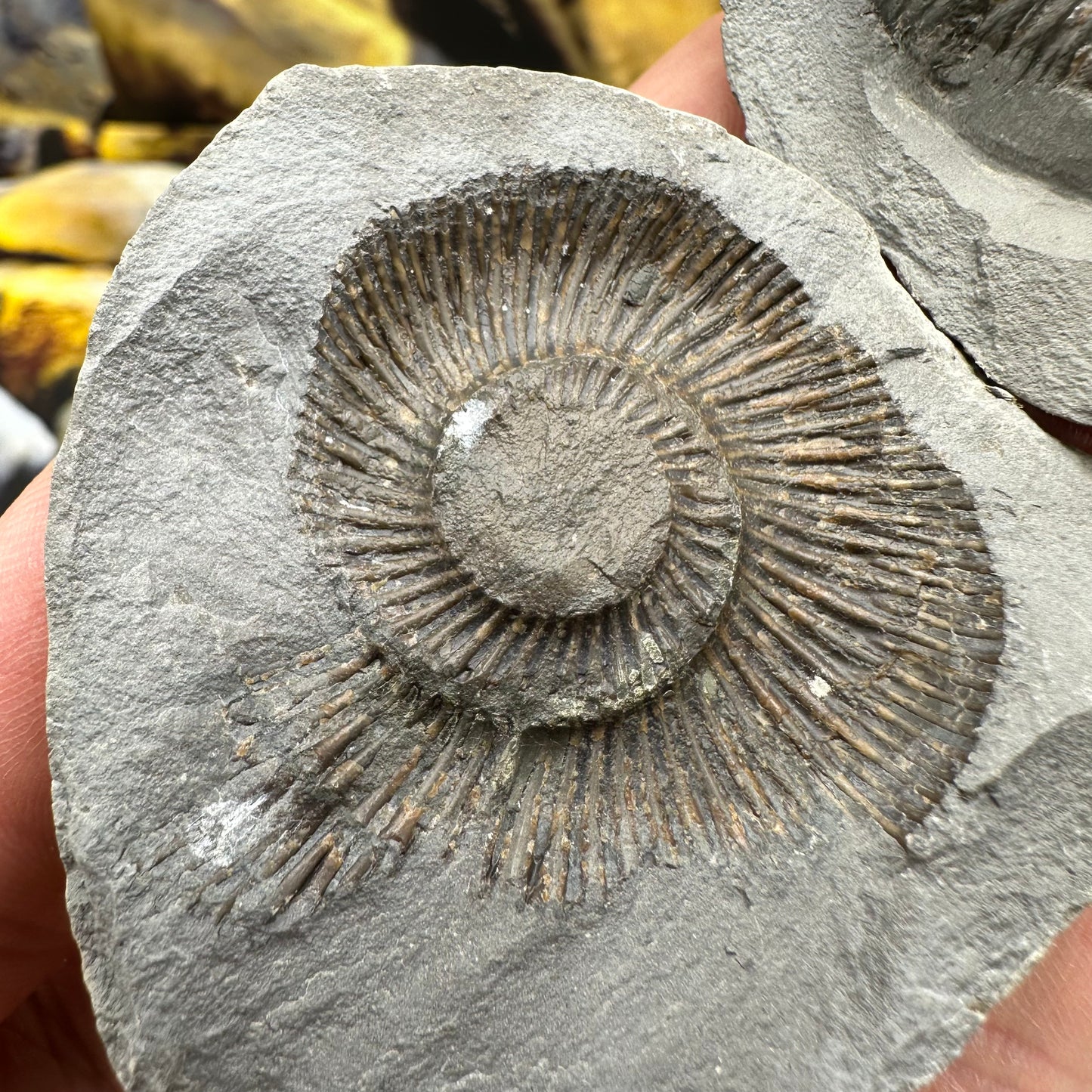 Dactylioceras semicelatum ammonite fossil - Whitby, North Yorkshire Jurassic Coast Yorkshire Fossils