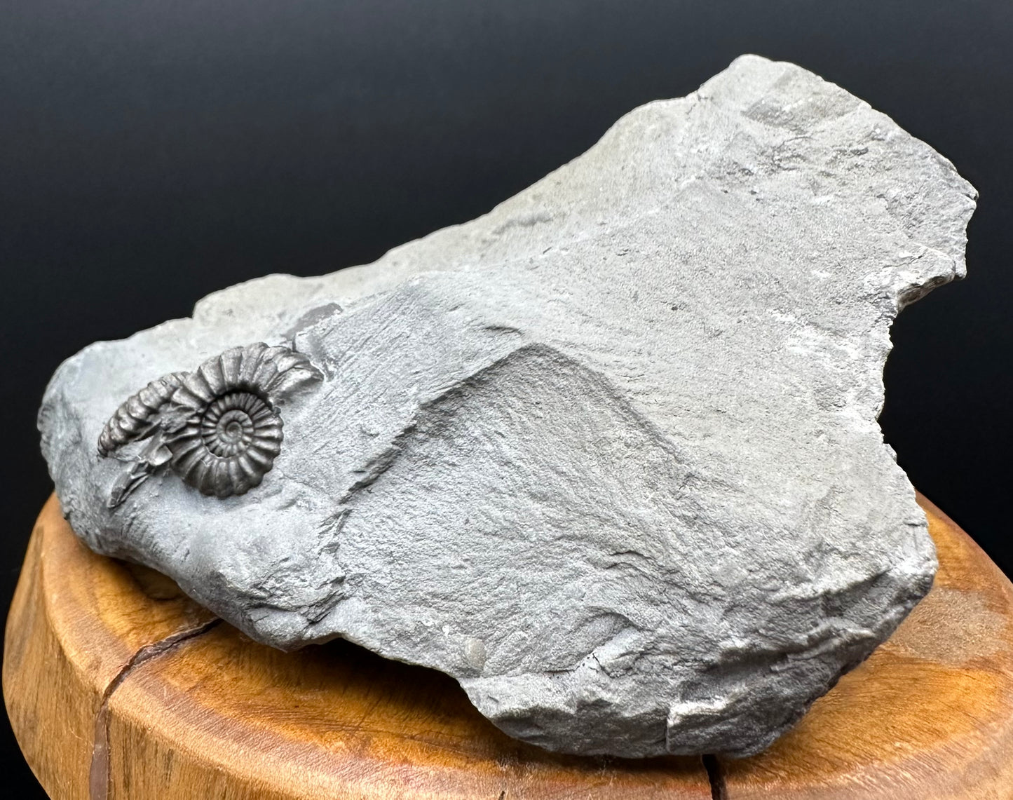 Promicroceras ammonite shell fossil with stand - Whitby, North Yorkshire Jurassic Coast Yorkshire Fossils