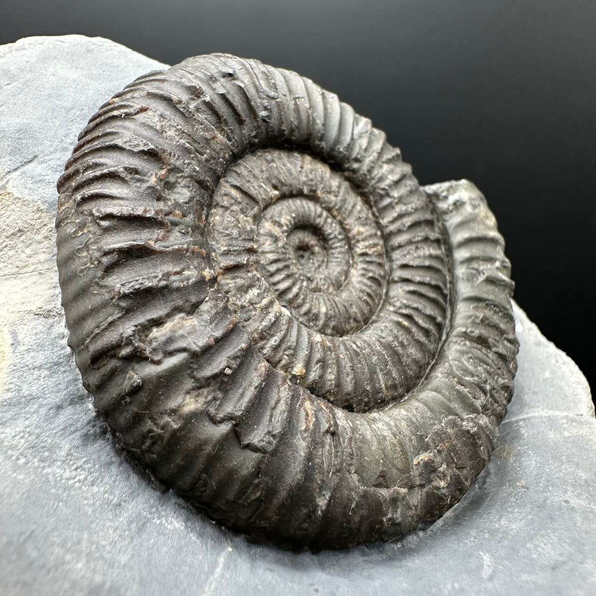Dactylioceras Ammonite Fossil With box and Stand - Whitby, North Yorkshire Jurassic Coast Yorkshire Fossils