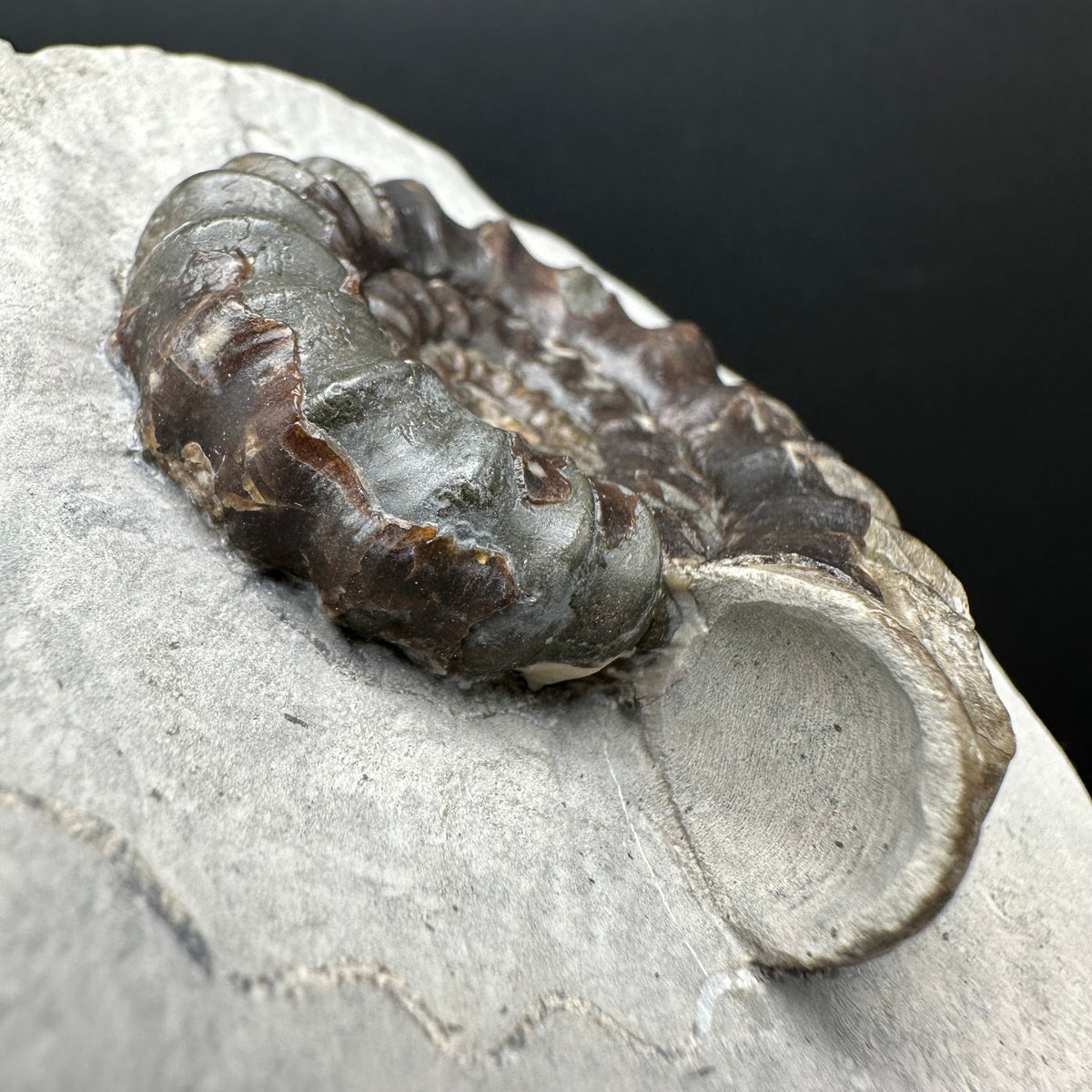 Androgynoceras maculatum ammonite fossil with box and stand - Whitby, North Yorkshire Jurassic Coast Yorkshire Fossils