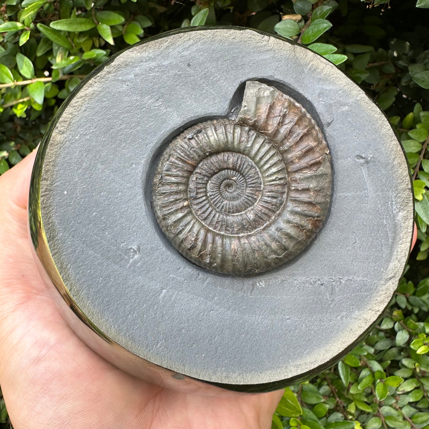 Golden Egg (IMPLANT) Ammonite fossil with stand - Whitby, North Yorkshire Jurassic Coast