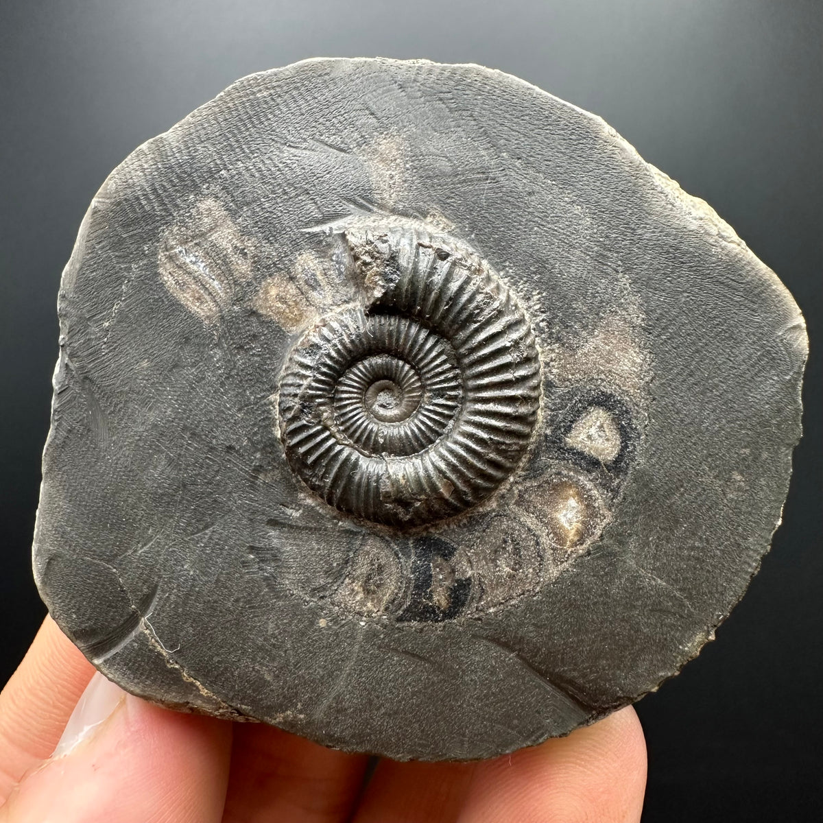 Dactylioceras Ammonite Fossil With box and Stand - Whitby, North Yorkshire Jurassic Coast Yorkshire Fossils