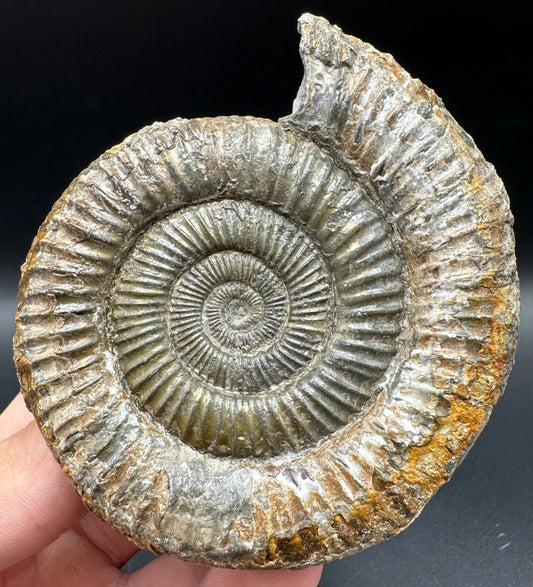 Dactylioceras Ammonite Fossil With Box And Stand - Whitby, North Yorkshire Jurassic Coast Yorkshire Fossils