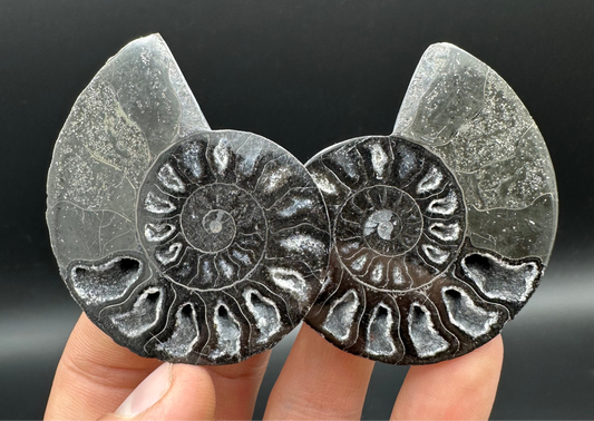 Cleoniceras Ammonite Cut And Polished Fossil Pair With Box And Stand - Cretaceous Ammonite Madagascar