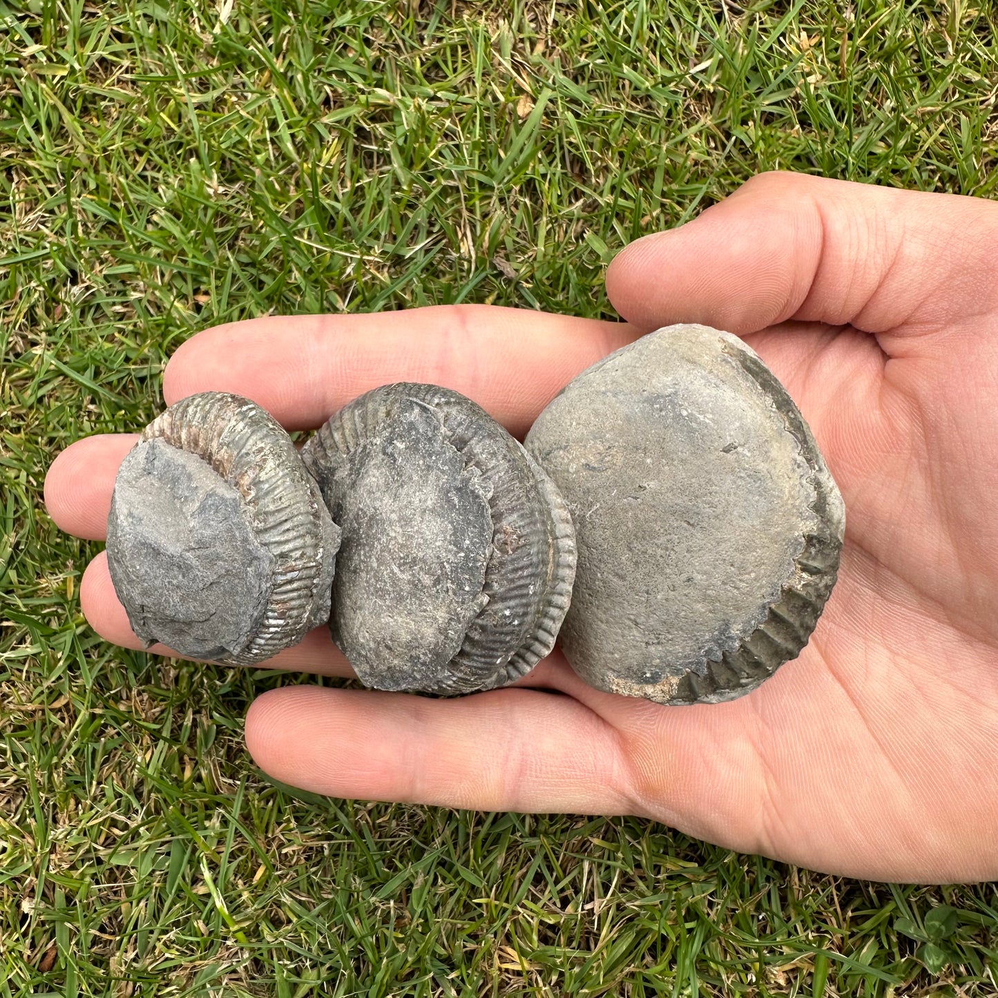 Small Ammonite Nodules x3 ammonite fossil - Whitby, North Yorkshire Jurassic Coast, Yorkshire fossils
