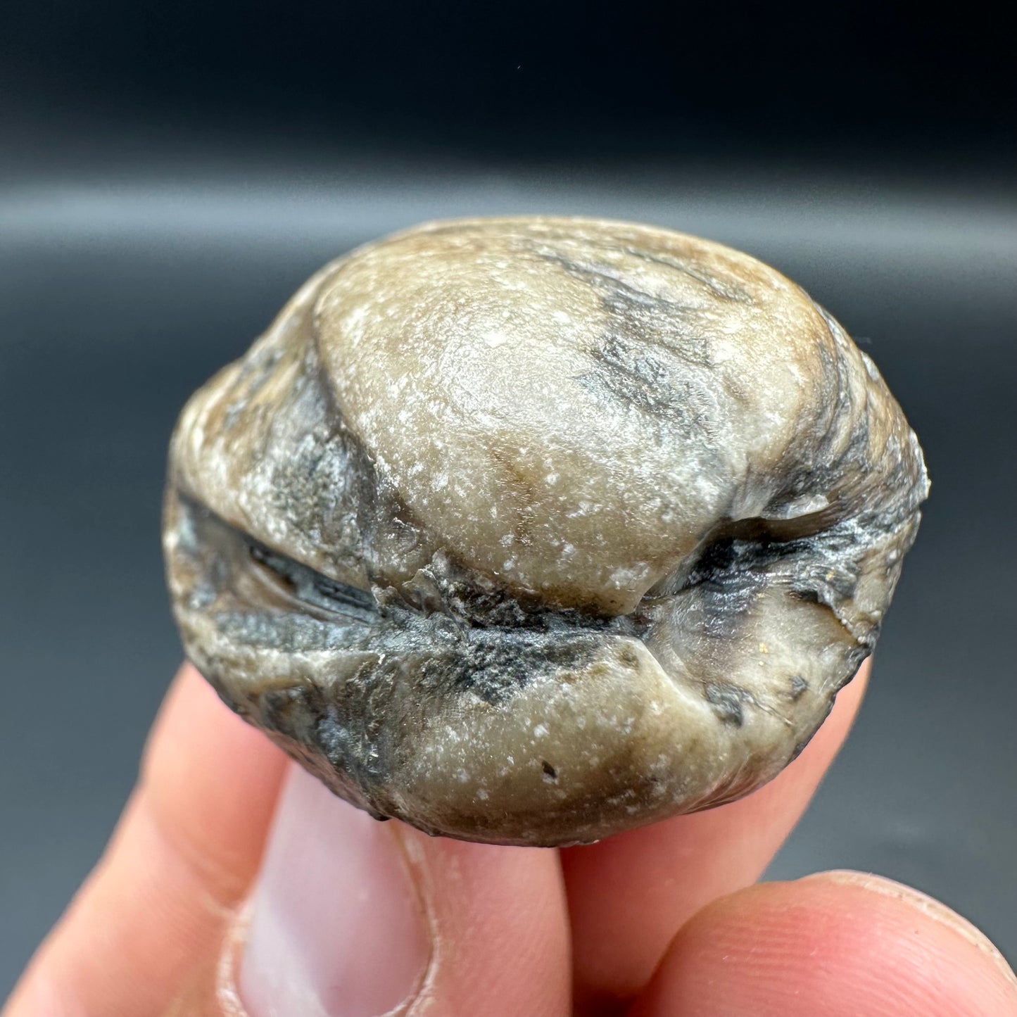 Shell fossil with tin and stand - Whitby, North Yorkshire, Jurassic Coast, Yorkshire Fossils