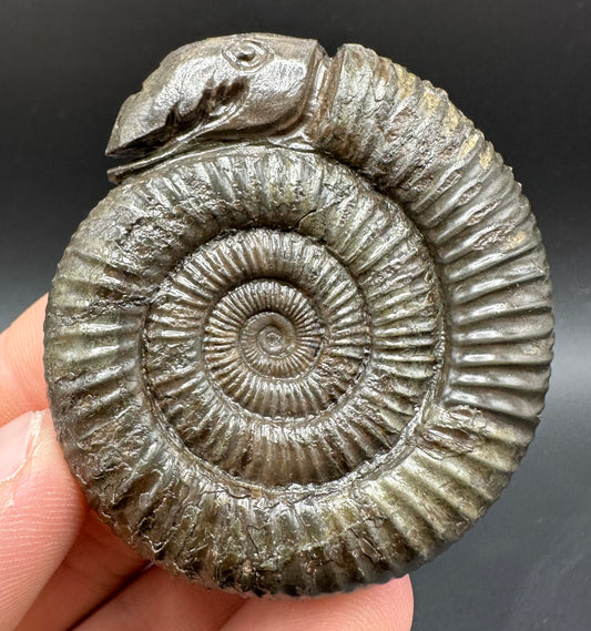 Snakestone Ammonite Fossil With Bag/Box And Stand - Whitby, North Yorkshire Jurassic Coast Yorkshire Fossils