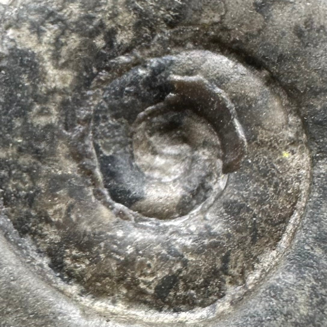 Psiloceras ammonite fossil with box and stand - Whitby, North Yorkshire Jurassic Coast, Yorkshire fossils