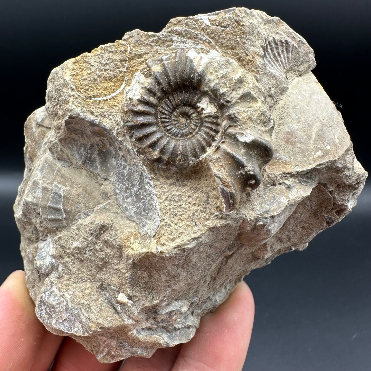 Androgynoceras Capricornus ammonite fossil with box and stand - Whitby, North Yorkshire Jurassic Coast Yorkshire Fossils