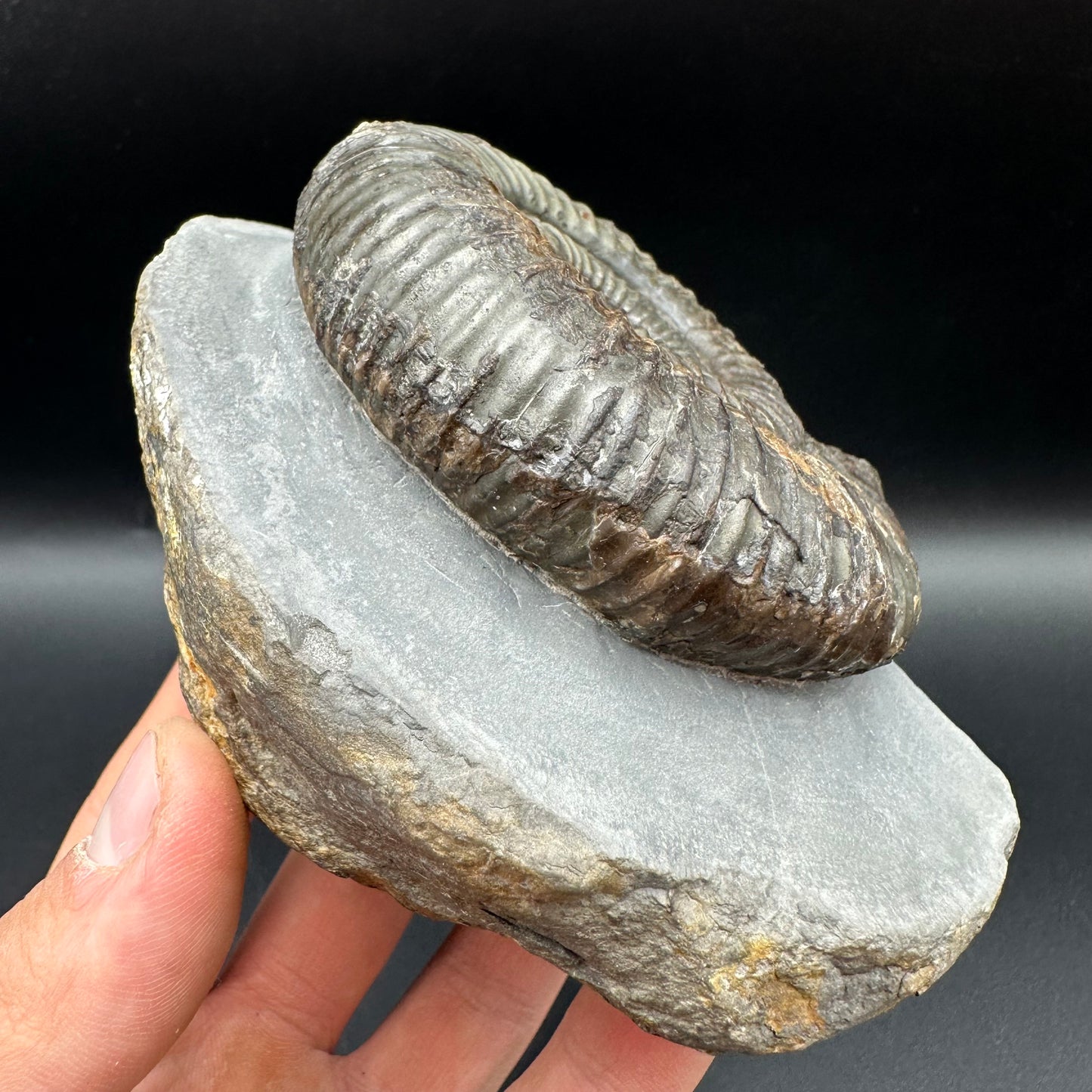 Catacoeloceras Sp. ammonite fossil with box and stand- Whitby, North Yorkshire Jurassic Coast Yorkshire Fossils