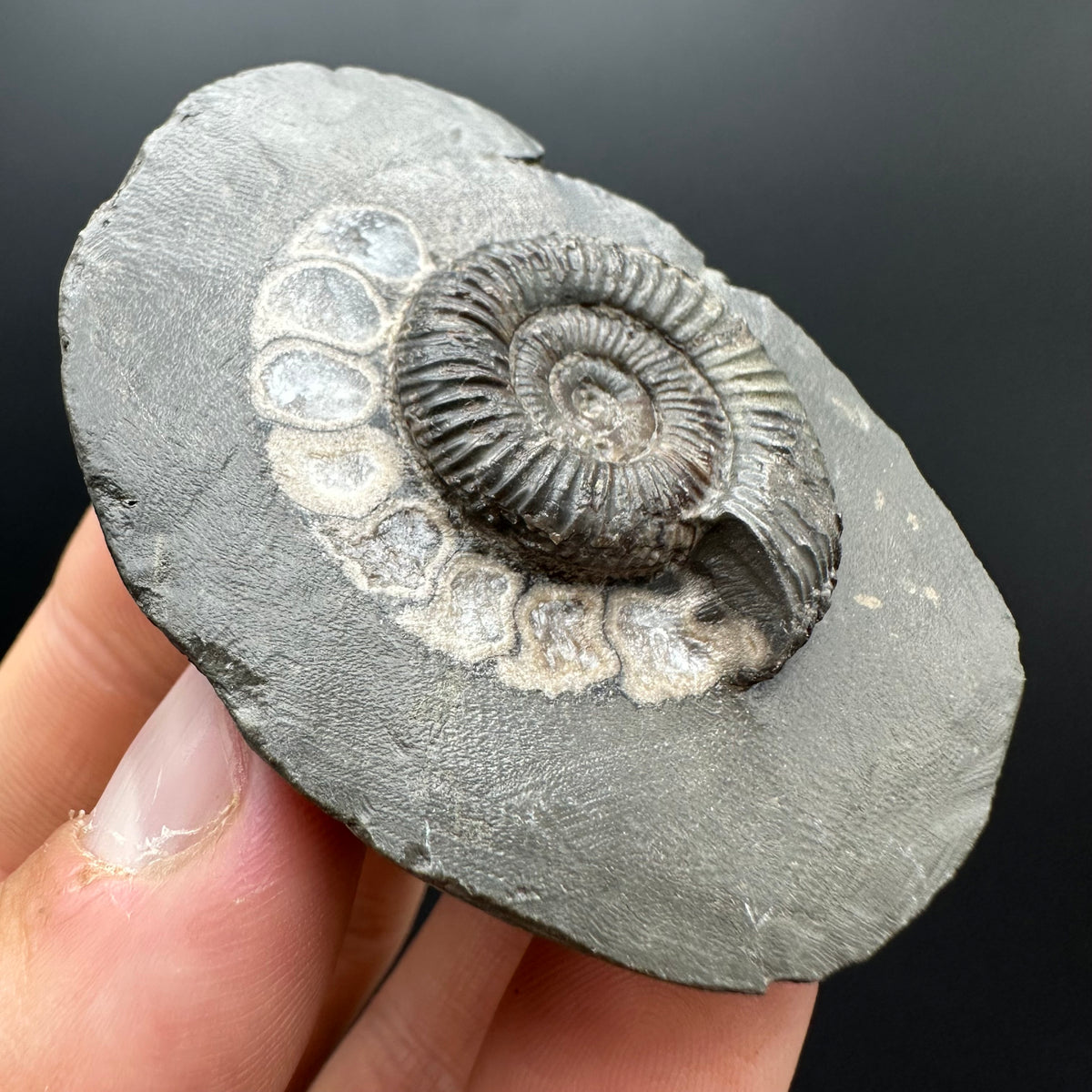 Dactylioceras Ammonite Fossil With box and Stand - Whitby, North Yorkshire Jurassic Coast Yorkshire Fossils