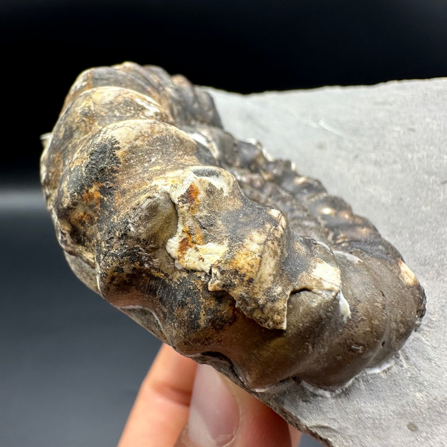 Androgynoceras maculatum ammonite fossil - Whitby, North Yorkshire Jurassic Coast Yorkshire Fossils