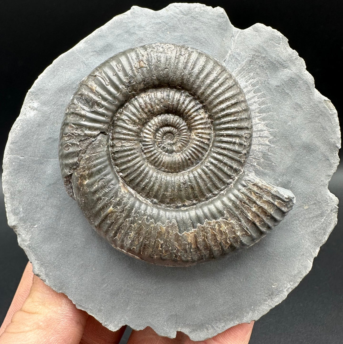 Zugodactylites Ammonite fossil with box and stand - Whitby, North Yorkshire Jurassic Coast, Yorkshire fossils