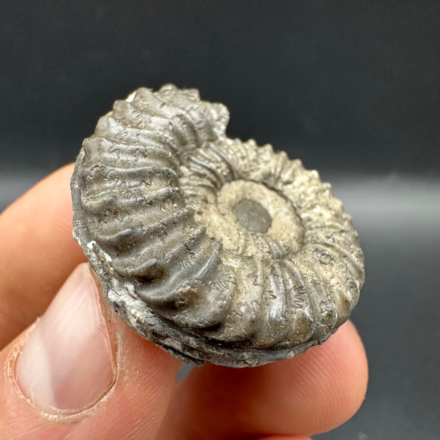 Pleuroceras hawskerense Ammonite fossil with box and stand - Whitby, North Yorkshire Jurassic Coast, Yorkshire fossils