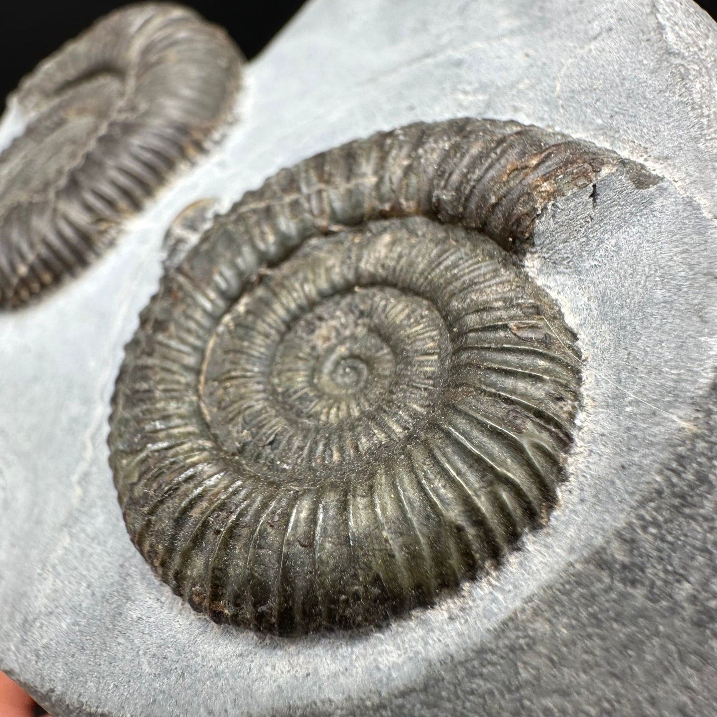 Dactylioceras Ammonite Fossil With Box And Stand - Whitby, North Yorkshire Jurassic Coast Yorkshire Fossils
