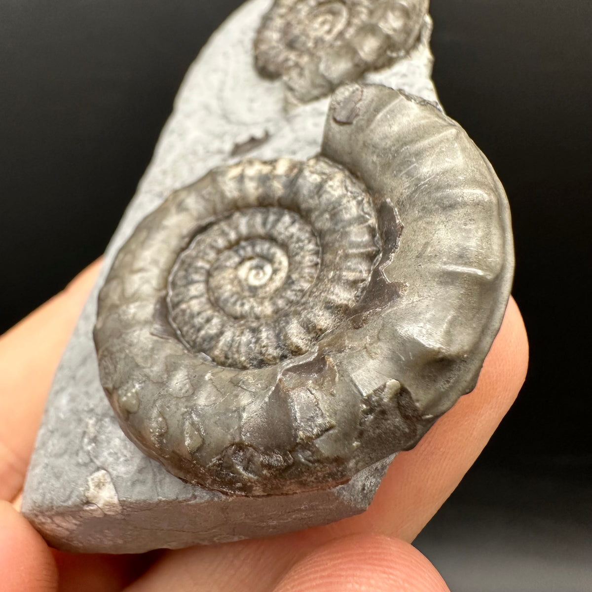 Arnioceras ammonite shell fossil with box and stand - Whitby, North Yorkshire Jurassic Coast Yorkshire Fossils