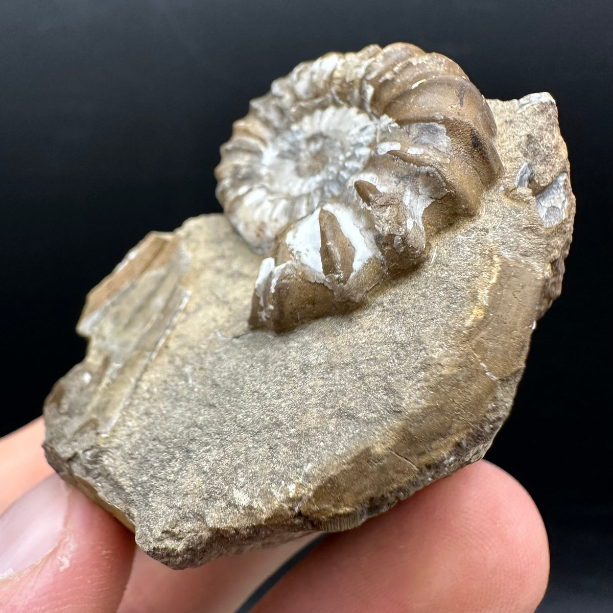 Androgynoceras capricornus Ammonite Fossil With Stand - Whitby, North Yorkshire Jurassic Coast Yorkshire Fossils