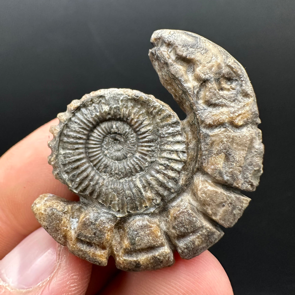 Snakestone Ammonite Fossil With Bag/Box And Stand - Whitby, North Yorkshire Jurassic Coast Yorkshire Fossils
