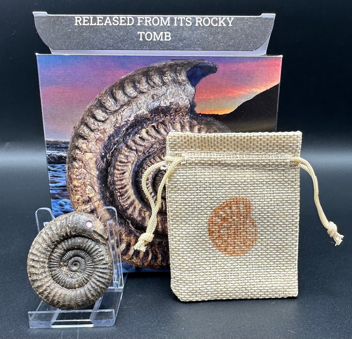 Snakestone Ammonite Fossil With Bag/Box And Stand - Whitby, North Yorkshire Jurassic Coast Yorkshire Fossils