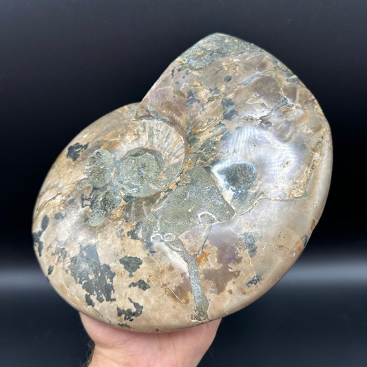 Cleoniceras Ammonite Fossil With Stand - Cretaceous Ammonite Madagascar