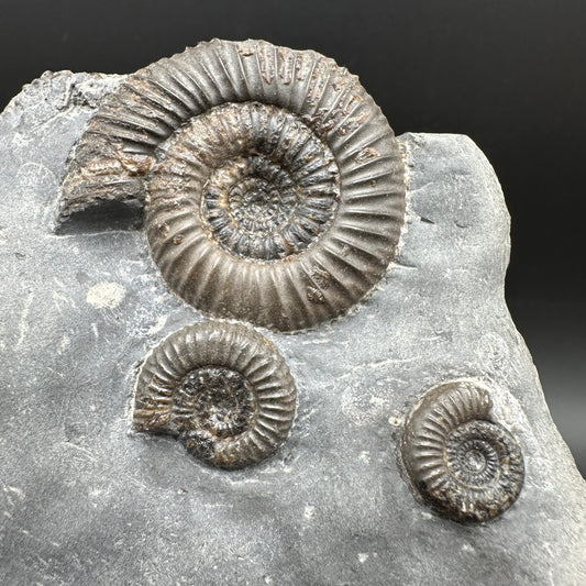 Gracile Multi-block Ammonite Fossil With Box And Stand - Whitby, North Yorkshire Jurassic Coast Yorkshire Fossils