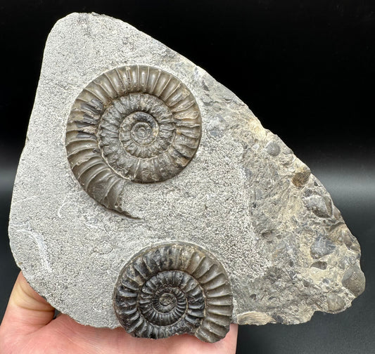 Arnioceras ammonite shell fossil with stand - Whitby, North Yorkshire Jurassic Coast Yorkshire Fossils
