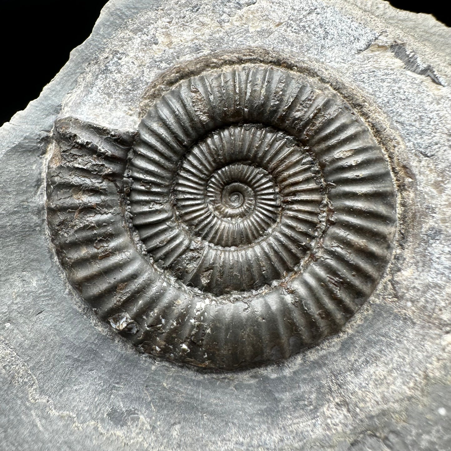 Dactylioceras Ammonite Fossil With Box And Stand - Whitby, North Yorkshire Jurassic Coast Yorkshire Fossils