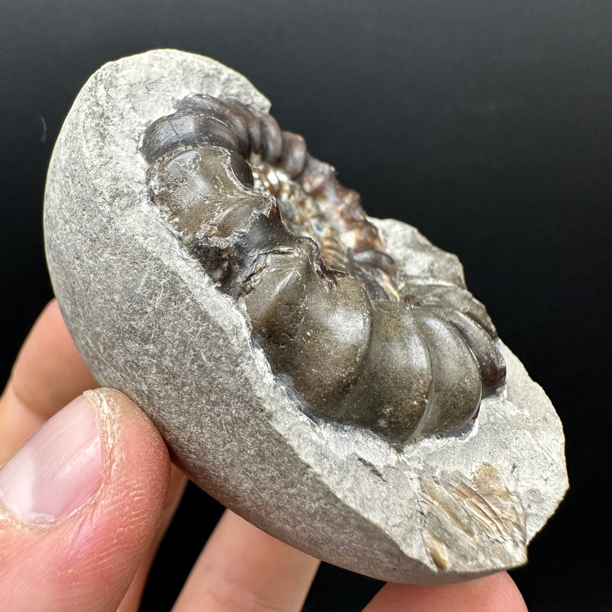 Androgynoceras maculatum ammonite fossil with box and stand - Whitby, North Yorkshire Jurassic Coast Yorkshire Fossils