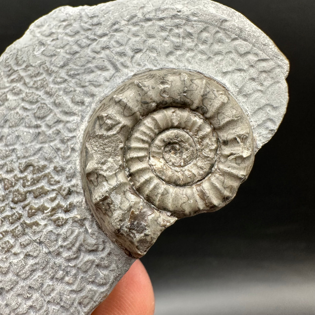 Arnioceras ammonite shell fossil with box and stand - Whitby, North Yorkshire Jurassic Coast Yorkshire Fossils