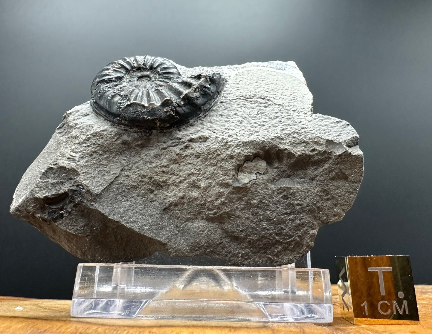 Asteroceras Ammonite fossil with box and stand - Whitby, North Yorkshire Jurassic Coast Yorkshire Fossils