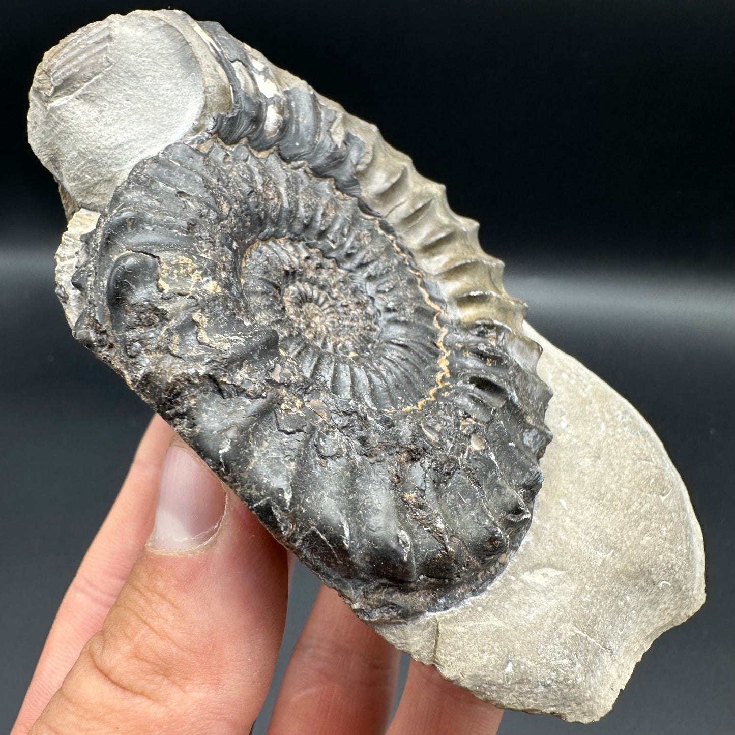 Pleuroceras paucicostatum ammonite fossil with box and stand - Whitby, North Yorkshire Jurassic Coast Yorkshire Fossils