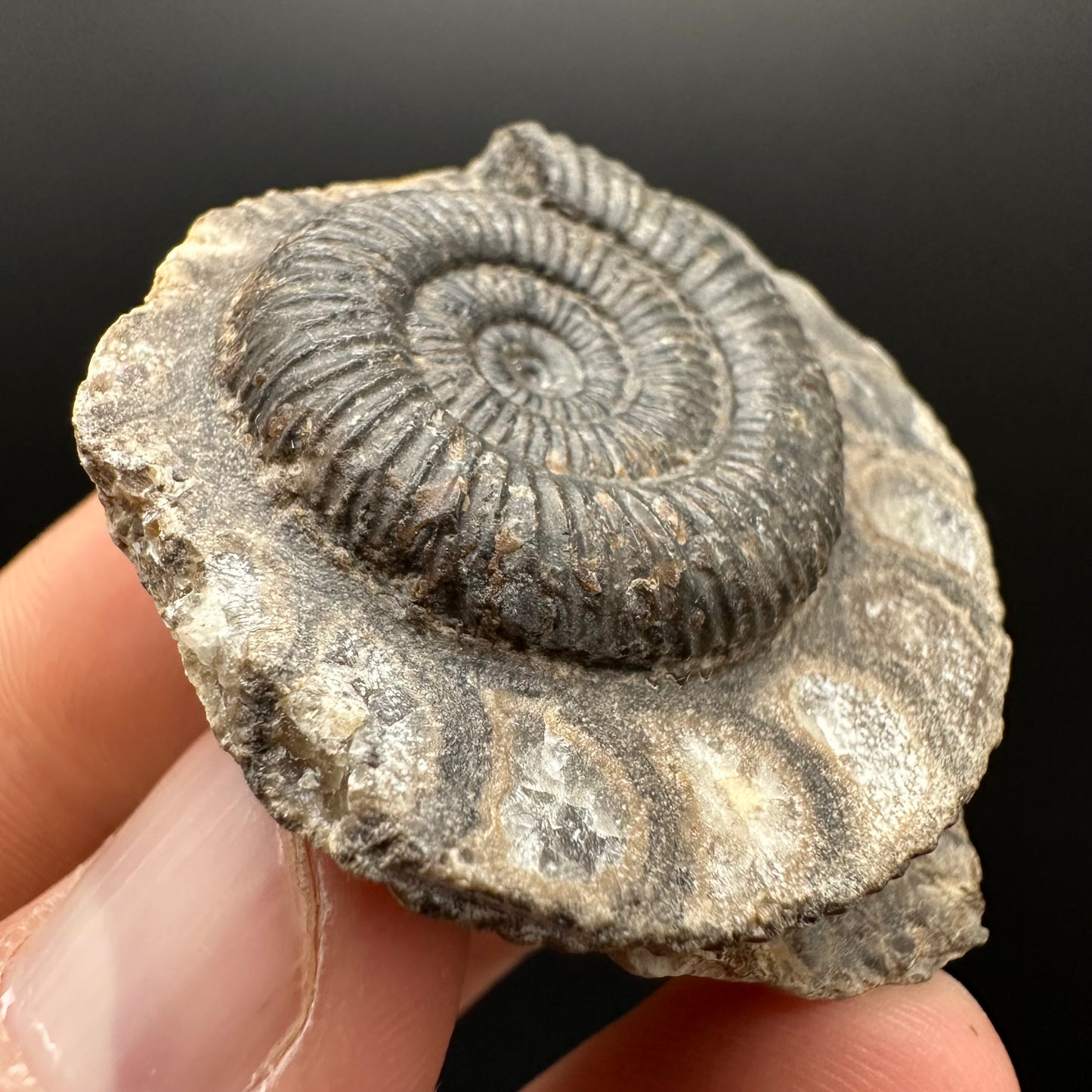 Dactylioceras Ammonite Fossil Gift Set - Whitby, North Yorkshire Jurassic Coast Yorkshire Fossils